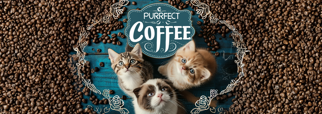 What are the Best Coffee Beans?